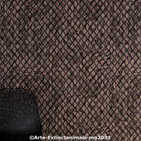  c arte extinctanimals mo2031