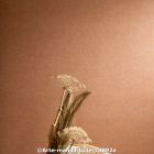  c arte manila tulle 73092a